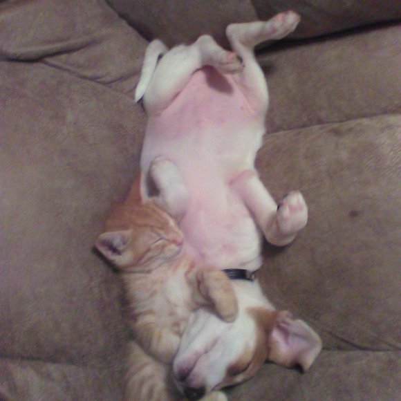 none - Picture 6 of 16